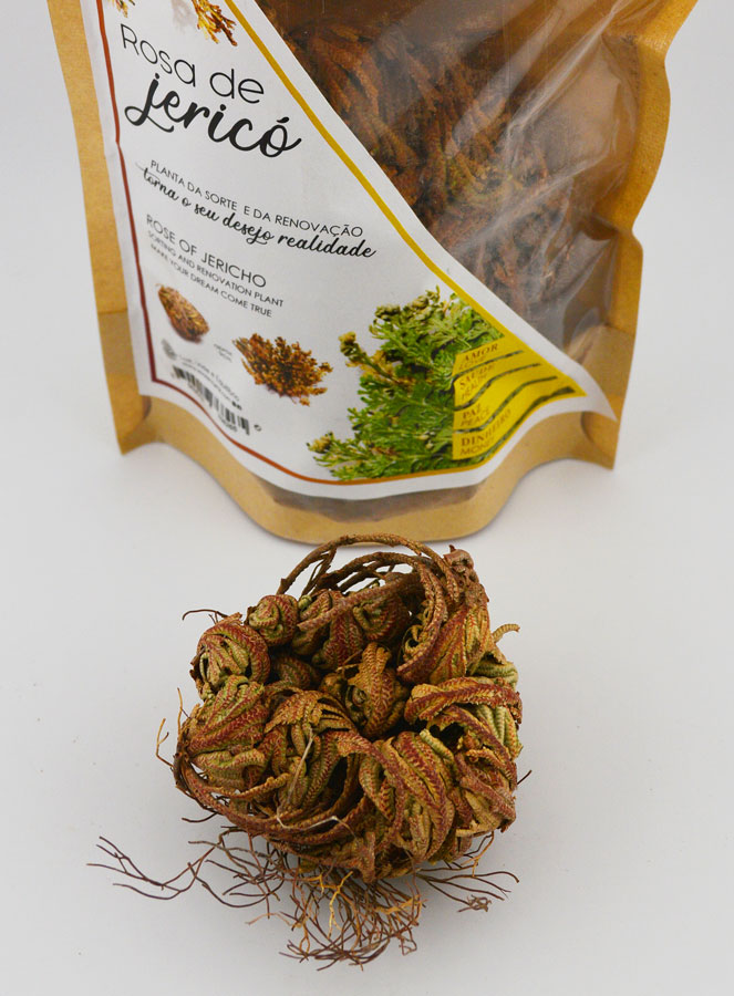 Rosa de Jericó 10g - Planta de la Resurrección (pic 2)