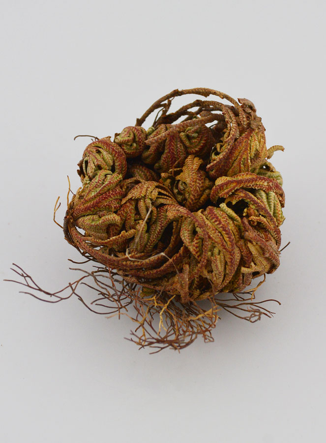 Rosa de Jericó 10g - Planta de la Resurrección (pic 3)