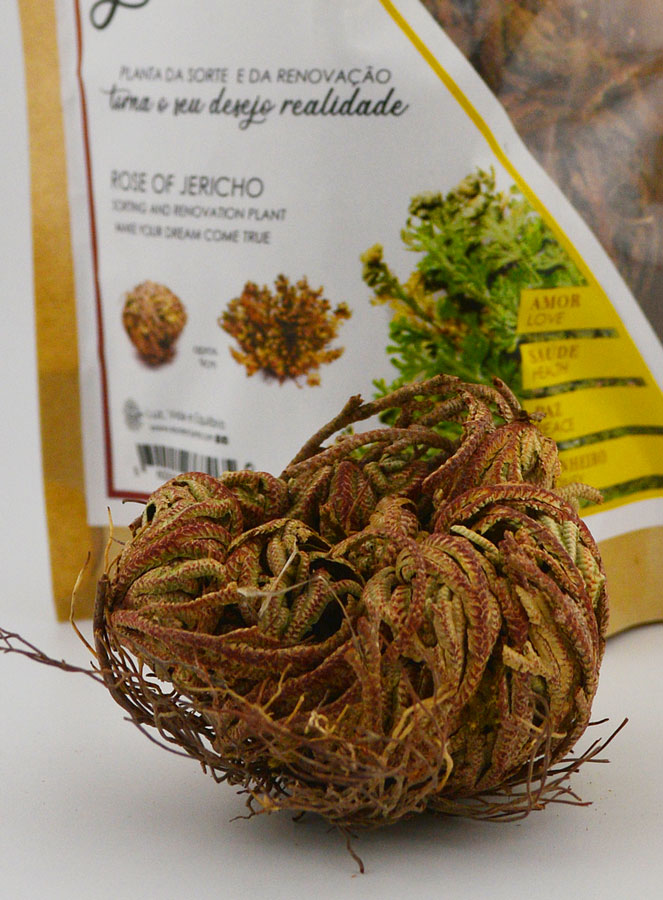Rosa de Jericó 10g - Planta de la Resurrección (pic 4)