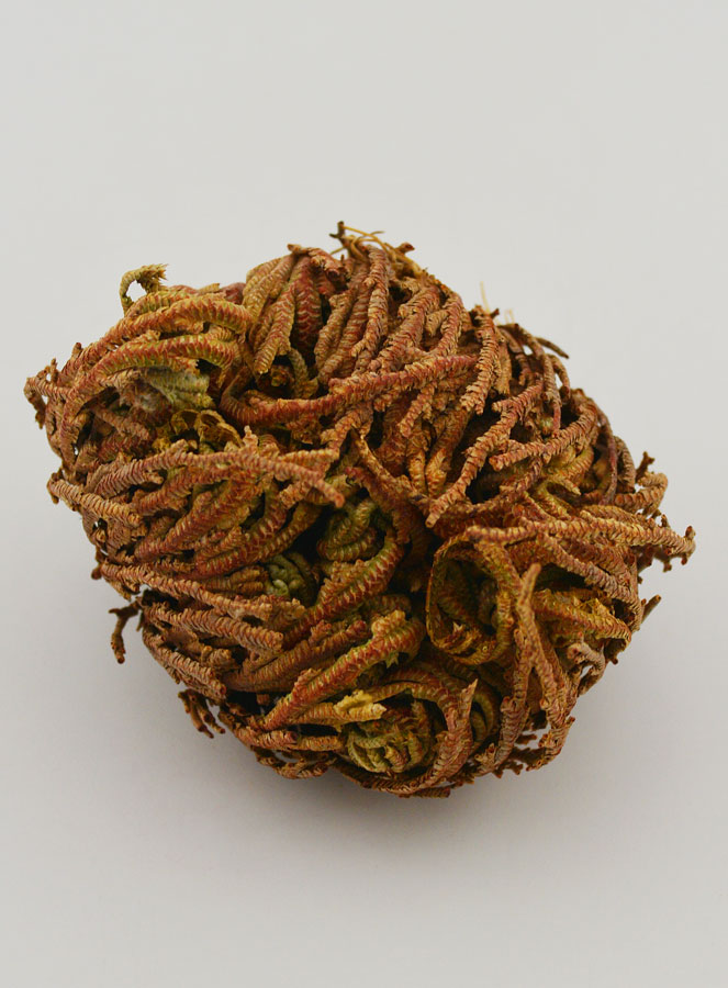 Rosa de Jericó - 10 g (pic 3)