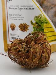 Rosa de Jericó 10g - Planta de la Resurrección