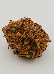 Rosa de Jericó - 10 g