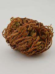 Rosa de Jericó - 10 g